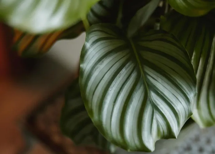 Grosse Mit 2 Schlafzimmer *